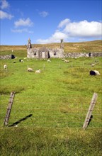 Derelict abandoned croft house with sheep grazing, Dale of Walls, Mainland, Shetland Islands,
