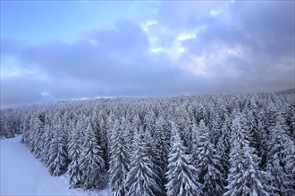 Aerial view of the wintery snow-covered forest with conifers in the Harz Mountains, Torfhaus,