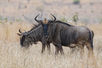 Blue wildebeests (Connochaetes taurinus), two adult gnus feeding on dry grass, Kruger National