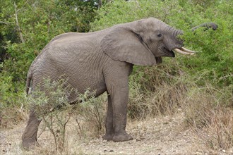 African bush elephant (Loxodonta africana), elephant bull feeding on branches of shrubs, Kruger
