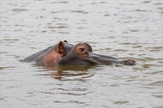 Hippopotamus (Hippopotamus amphibius), adult in water, head close-up, profile, Sunset Dam, Kruger