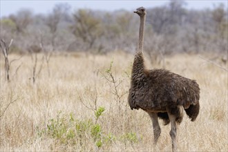 South African ostrich (Struthio camelus australis), adult female standing in dry grassland, alert,