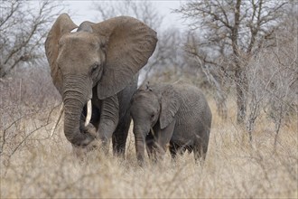 African bush elephants (Loxodonta africana), mother with a male baby feeding on dry grass in light