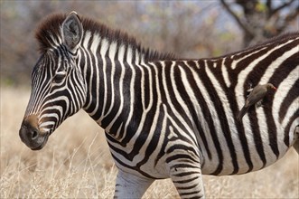 Burchell's zebra (Equus quagga burchellii), zebra foal standing in dry grass, with red-billed