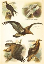 Western osprey (Pandion haliaetus), gyrfalcon (Falco rusticolus), golden eagle (Aquila chrysaetos),