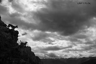 Silhouettes of two dogs on a cliff with a dramatic cloudy sky above, Amazing Dogs in the Nature