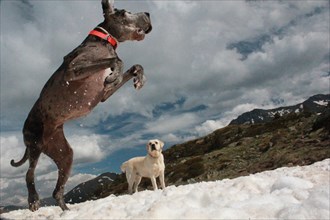 One dog jumping playfully in the snow while another dog watches, with mountains in the background,