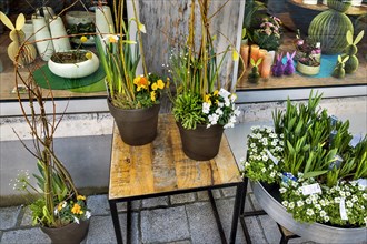 Spring awakening, flower shop with Easter decoration, Kempten, Allgaeu, Bavaria, Germany, Europe