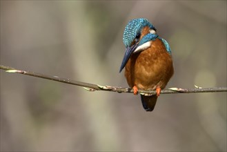 Common kingfisher (Alcedo atthis), male, looking for prey, hunting, Ruhraue, Muelheim, Ruhr area,