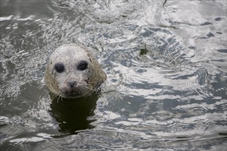 Grey Seal at Ecomare animal sanctuary, Texel, Netherlands