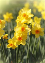 Yellow-orange daffodils (Narcissus), North Rhine-Westphalia, Germany, Europe