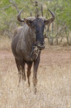 Blue wildebeest (Connochaetes taurinus), adult gnu feeding on dry grass, animal portrait, Kruger