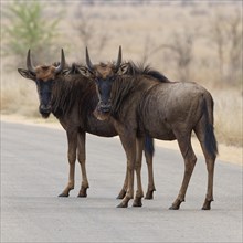 Blue wildebeests (Connochaetes taurinus), two young gnus standing in the middle of the tarred road,
