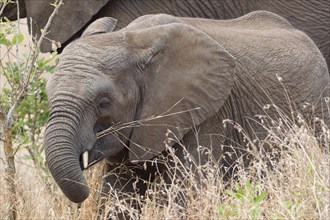 African bush elephants (Loxodonta africana), elephant calf feeding on dry grass, close-up of the