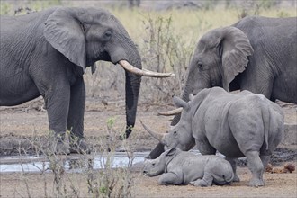 African bush elephants (Loxodonta africana), adult males drinking at waterhole, with Southern white