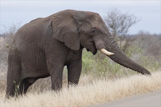 African bush elephant (Loxodonta africana), adult male standing next to the tarred road, foraging,