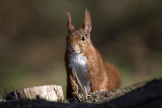 Eurasian red squirrel (Sciurus vulgaris), attentive, NSG Dingdener Heide, North Rhine-Westphalia,