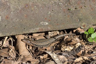 Common wall lizard (Podarcis muralis), adult male, sunbathing in an old railway track,