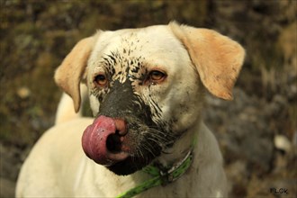 A close-up of a muddy dog licking its nose, highlighting its messy adventure, Amazing Dogs in the