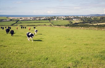 Cattle in field near village of Trefin, Pembrokeshire, Wales, United Kingdom, Europe