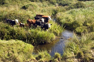 Young calves grazing in boggyfield by stream, near St David's, Pembrokeshire, Wales, United