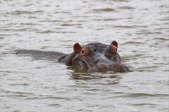 Hippopotamus (Hippopotamus amphibius), adult in water, looking at camera, head close-up, Sunset