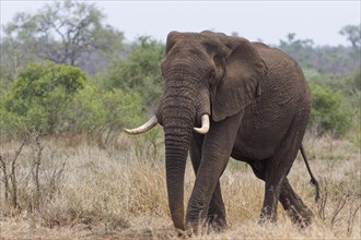 African bush elephant (Loxodonta africana), adult male walking in dry grass, Kruger National Park,