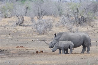 Southern white rhinoceroses (Ceratotherium simum simum), adult female with fearful young rhino,