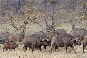 Cape buffaloes (Syncerus caffer caffer), herd with calf, walking in dry grass, Kruger National