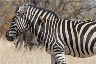 Burchell's zebra (Equus quagga burchellii), adult male standing in dry grass, with red-billed