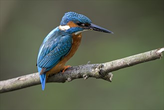 Common kingfisher (Alcedo atthis), male, looking for prey, hunting, Ruhraue, Muelheim, Ruhr area,