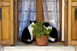 Cats on the windowsill Venice Italy