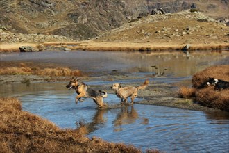 Dogs playing in a mountain pond with autumn colors in the background, Amazing Dogs in the Nature