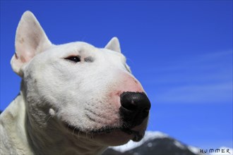 Close-up of a white dog against a bright blue sky with mountains in the backdrop, Amazing Dogs in