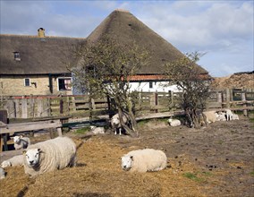 Sheep farm, Texel, Netherlands
