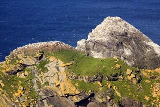 Northern Gannet bird colony, Morus bassanus, The Greing stacks, Hermaness, Unst, Shetland Islands,