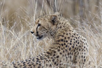 Cheetah (Acinonyx jubatus), adult, sitting in the tall dry grass, alert, early in the morning,