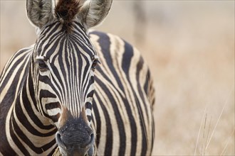 Burchell's zebra (Equus quagga burchellii), adult feeding on dry grass, head close-up, animal