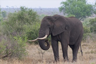 African bush elephant (Loxodonta africana), adult male feeding on a piece of branch, Kruger