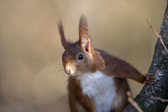 Eurasian red squirrel (Sciurus vulgaris), attentive, portrait, Dingdener Heide nature reserve,