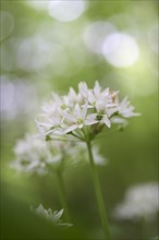 Ramson (Allium ursinum), single blossom, against the morning sky, in the beech forest, Bottrop,