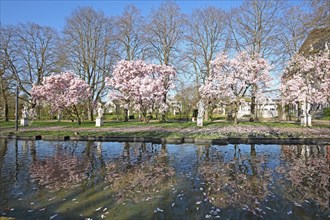 Blooming magnolia trees in spring with reflection in the pond and statues, idyll, palace garden,