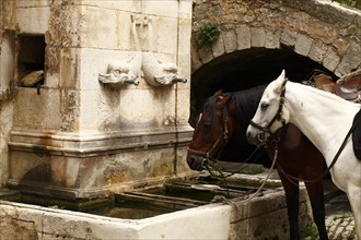 Horses in front of the dolphin fountain in Bonnieux, Luberon, Vaucluse, Provence, France, Europe