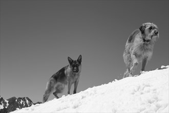 Two dogs on a snowy mountain slope, one in motion, embodying a sense of winter activity, Amazing