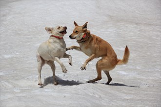 Two dogs playfully engaging with each other on a snowy surface, Amazing Dogs in the Nature