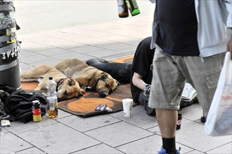 City scene with sleeping dogs and a beggar on the pavement, Hamburg, Hanseatic City of Hamburg,