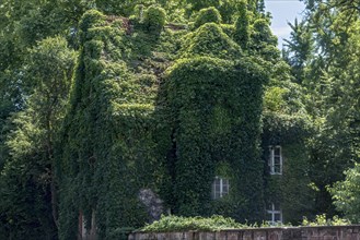 House, completely overgrown, wild vine, boston ivy (Parthenocissus tricuspidata), botanical garden