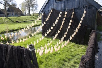 Fish drying, Zuiderzee museum, Enkhuizen, Netherlands