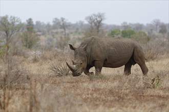 Southern white rhinoceros (Ceratotherium simum simum), adult male walking in dry grass, foraging,