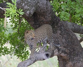 African leopard (Panthera pardus pardus), adult standing on a tree branch, looking up, alert,